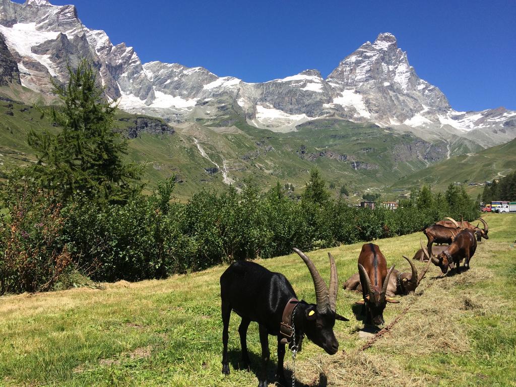 Mignon Breuil-Cervinia